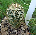 5.4 Coryphantha radians 20 мм 130