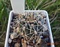 33.2 Gymnocalycium baldianum aff. VG 569, Los Varela, Catamarca, 1680m №1 25 мм 150