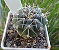 33.2 Gymnocalycium baldianum aff. VG 569, Los Varela, Catamarca, 1680m №2 40мм 180 руб