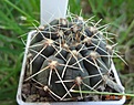 33.2укд  Gymnocalycium baldianum aff. VG 569, Los Varela, Catamarca, 1680m (укор детка) № 1 30 мм 160