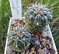 33.2укд Gymnocalycium baldianum aff. VG 569, Los Varela, Catamarca, 1680m (укор детка) № 2,3  20мм 140 руб, 25мм 160руб