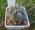 40.2 Gymnocalycium baldianum VG 564, Las Piedras Blancas, Catamarca, 1898m №1 30мм 170руб