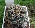 40.2 Gymnocalycium baldianum VG 564, Las Piedras Blancas, Catamarca, 1898m №2 35мм 190руб