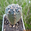 52.2 Gymnocalycium bruchii VG 530, El Totorayo, Cordoba, 1605m (вид сбоку)