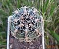 52.2 Gymnocalycium bruchii VG 530, El Totorayo, Cordoba, 1605m 28 мм 170 руб (вид сверху)