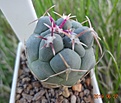 98.4 Thelocactus hexaedrophorus 30мм 170руб