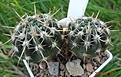 93.1,2п Notocactus submammulosus VG 420, S. de La Estanzuela, 918m. (syn. Parodia turecekiana) 30-35мм 180 руб