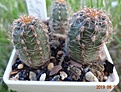 54.2 укд Gymnocalycium carolinense VG 021, Va. de Pancarta, SL, 1520m, origin place (укор. детка) 15-20мм 130руб