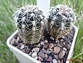 201.1 Gymnocalycium bruchii v. JPR 103/248 Villa del Carmen 20-25мм 160 руб