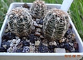 201.2 Gymnocalycium bruchii v. JPR 103/248 Villa del Carmen № 6,7 15-17мм 140руб