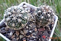 201.2 Gymnocalycium bruchii v. JPR 103/248 Villa del Carmen № 4,5 15-17мм 140руб, 20-24мм 160руб, 25мм 180руб