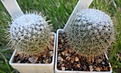 205.1 Mammillaria dixanthocentron Tonala №2, 3  35-40мм 200руб