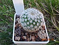 205.1 Mammillaria dixanthocentron Tonala №1 25мм - 170