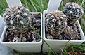 201.2 Gymnocalycium bruchii v. JPR 103/248 Villa del Carmen № 1-3 15-17мм 140руб, 20-24мм 160руб