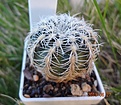 206.1 Gymnocalycium bruchii (цветущий) 35мм 210руб