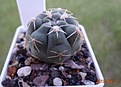 250.1,2 Gymnocalycium gibbosum 25мм 170р