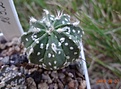 283.2 Astrophytum capricorne x asterias SK V-тип 28мм 220р