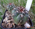 360.3 Gymnocalycium mesopotamicum 27мм 190руб