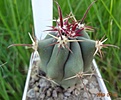 595.1 Ferocactus townsendianus RUS-132 San Lino, BC 40 мм 180 руб