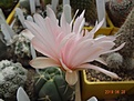 223.1 Gymnocalycium buenekeri с огромным цветком 9,5 см диаметром