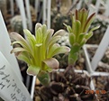 362.1 Gymnocalycium mihanovichii v. stenogonum P 242