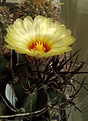 Astrophytum crassispinum Socorro