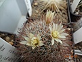 Mammillaria duwei