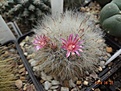 Mammillaria bocasana v.rosea