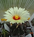 Astrophytum crassispinum Soccorо