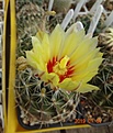 Hamatocactus setispinus LX 666 China, NL