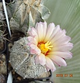 Astrophytum COxSK