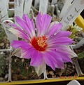 Thelocactus schwarzii