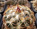 Coryphantha radians