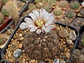 Gymnocalycium stellatum v. paucicostatum