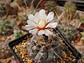 Gymnocalycium striglianum v.aeneum VG 407