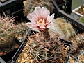 Gymnocalycium pugionacanthum VG 200