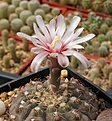 Gymnocalycium stellatum