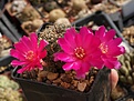 Sulcorebutia losenickyana HS005