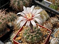 Gymnocalycium altagraciense P 119