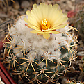 Coryphantha  retusa ssp. malleospina.