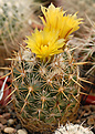 Coryphantha  echinoidea.