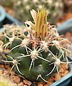 4х летний сеянец  Coryphantha pycnacantha.