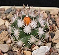 Escobaria robbinsorum SB464 Cochise Co Az   MG390