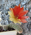 Lobivia silvestrii 'Unikum'
