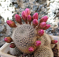 Rebutia narvaecensis