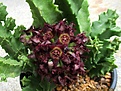 Caralluma foulcheri-delboscii var. greenbergiana.