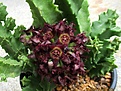 Caralluma foulcheri-delboscii var. greenbergiana.