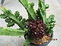 Caralluma foulcheri-delboscii var. greenbergiana.