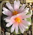 Turbinicarpus_lophophoroides_RS622_5y