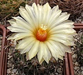 Coryphantha_kracikii_RS1015_13y